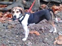 Beagle on leash