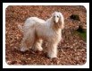 Afghan Hound