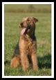 Airedale Terrier