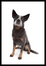 Australian Cattle Dog