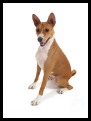 Basenji