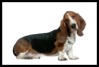 Basset Hound