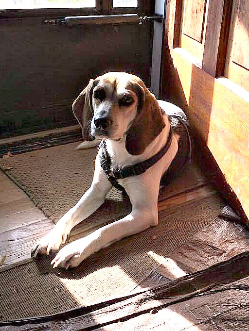 Beagle enjoying the sun