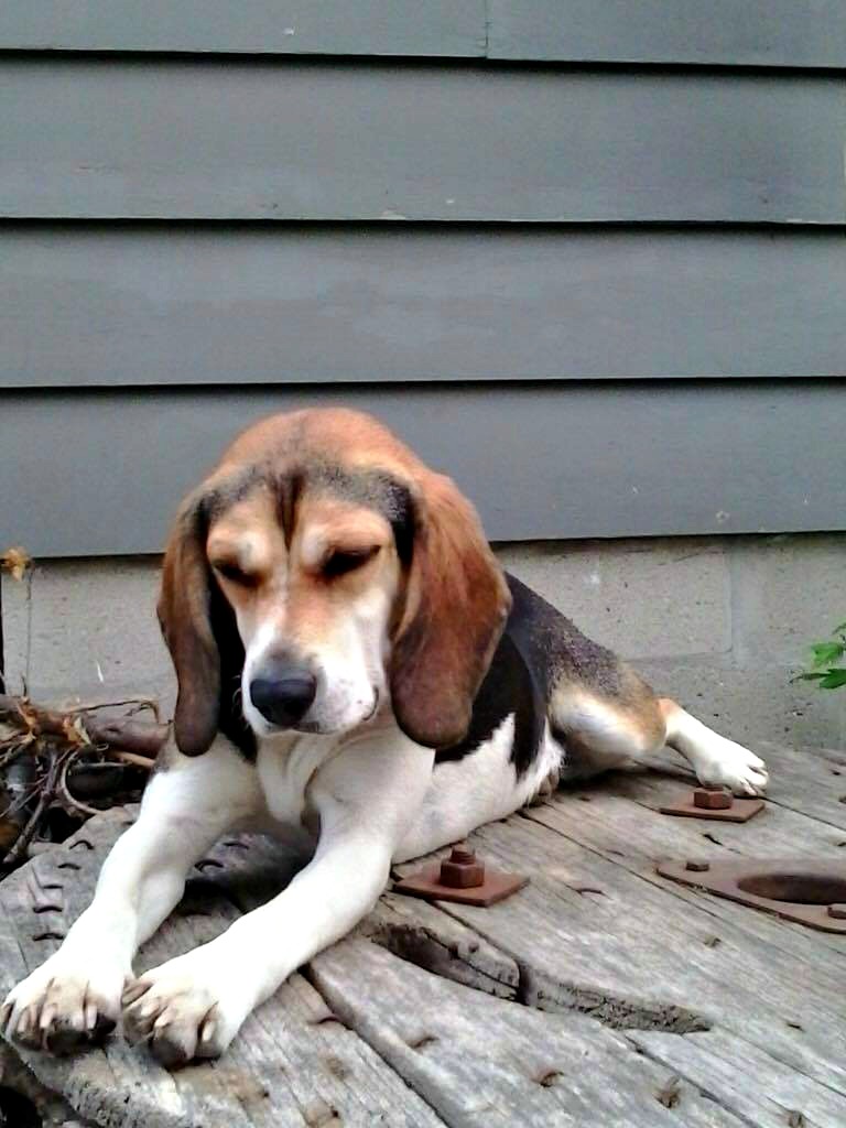 beagle laying down