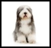 Bearded Collie