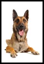Belgian Malinois