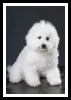 Bichon Frise