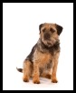 Border Terrier