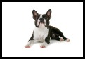 Boston Terrier