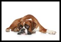 Boxer