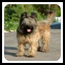 Briard Terrier