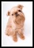 Brussels Griffon