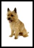 Cairn Terrier