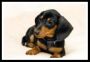 Dachshund