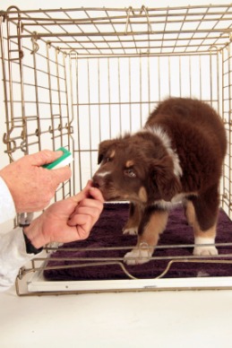 Clicker Training Your Dog