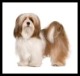 Lhasa Apso