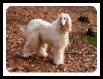Afghan Hound