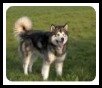 Alaskan Malamute