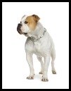 American Bulldog