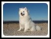 American Eskimo