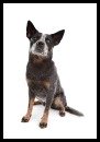 Australian Cattle Dog