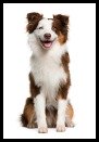 Australian Shepherd