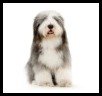 Bearded Collie