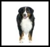 Bernese Mountain Dog