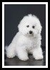 Bichon Frise