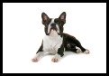 Boston Terrier