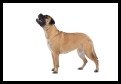Bullmastiff