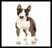 Bull Terrier