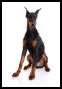 Dobernan Pinscher