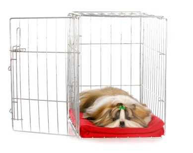 Crate Training A Dog