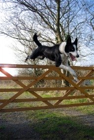 Dog Jumping Fence