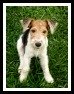 Fox Terrier Wire