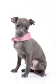 Italian Greyhound