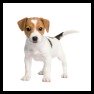 Jack Russel Terrier