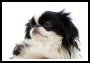 Japanese Chin