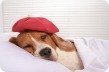 Symptoms Dog Illness